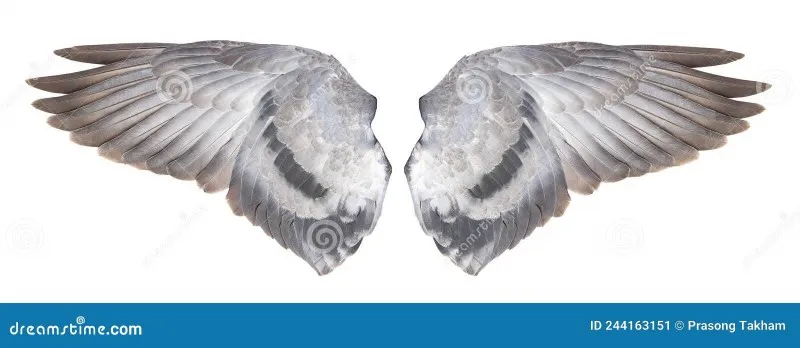 alas-de-paloma