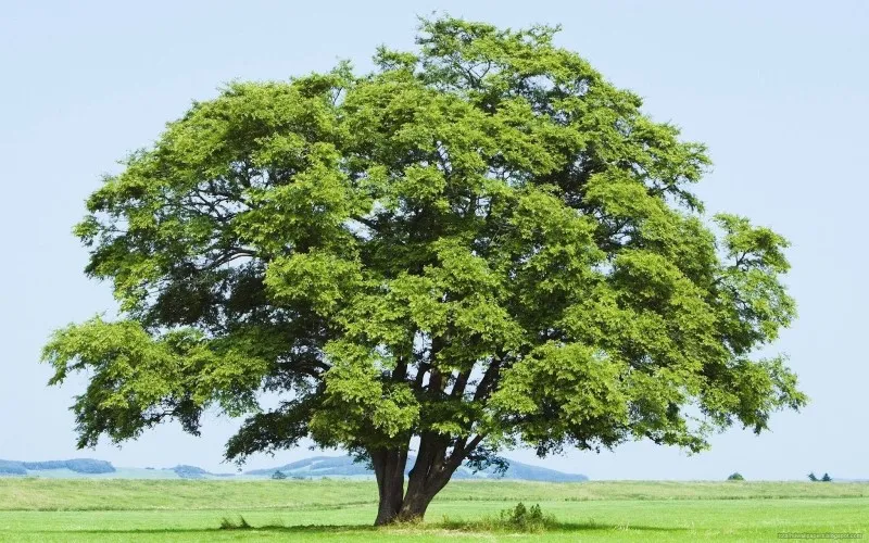 arbol-de-mostaza-real