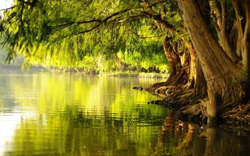 arbol-plantado-junto-a-corrientes-de-agua