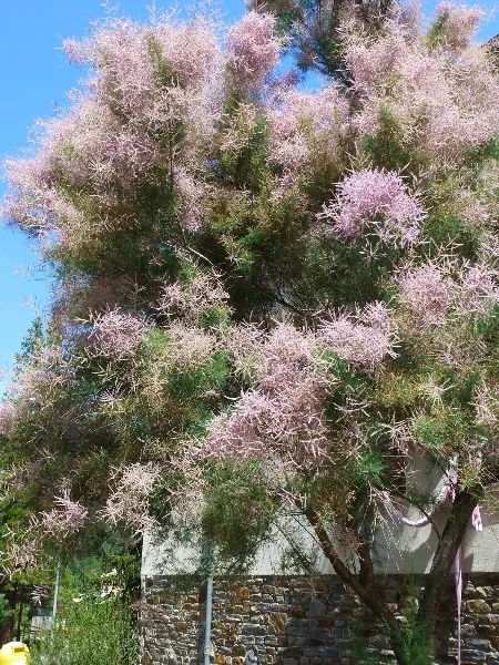 arbol-tamarisco