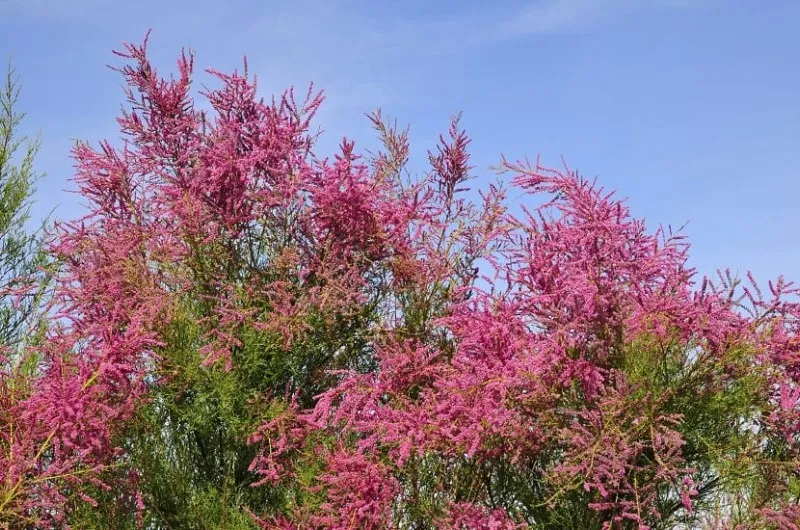 arbol-tamarisco