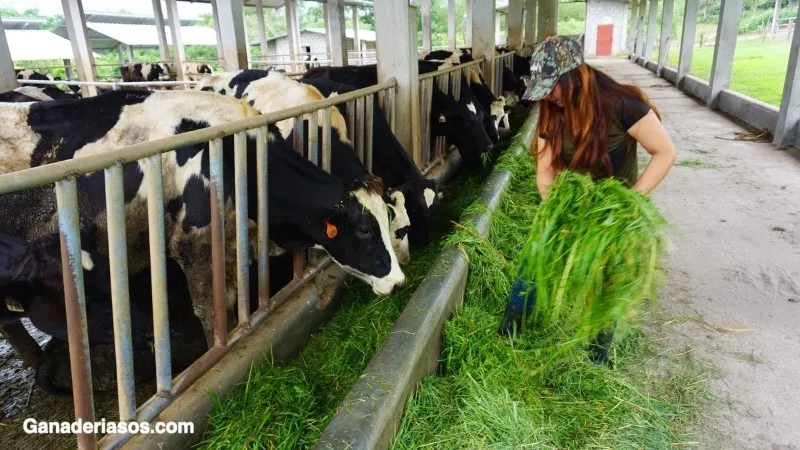 aunque-no-hayan-vacas-en-los-corrales