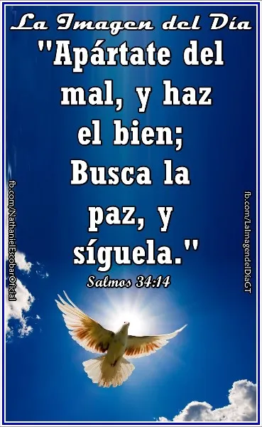 busca-la-paz-y-siguela