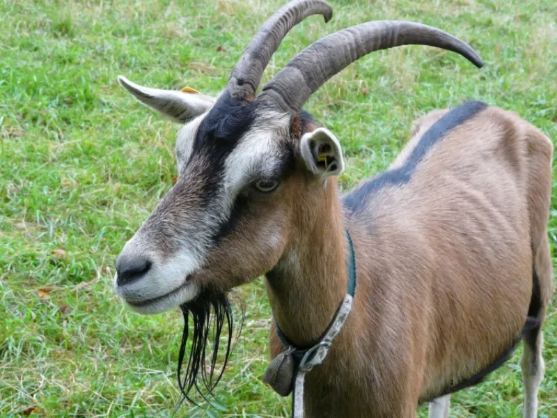 cabra-chivo-diferencia