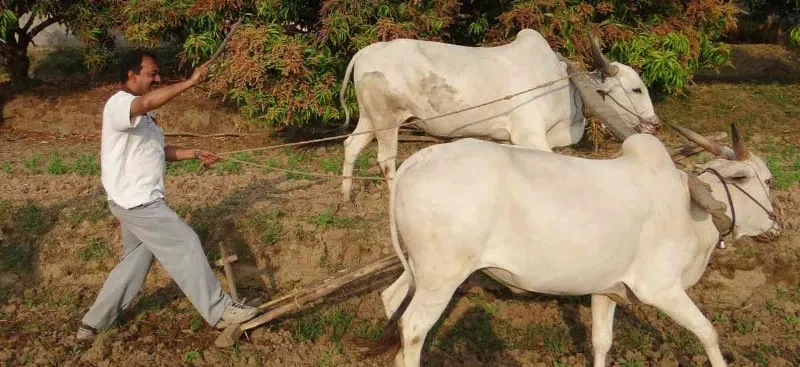 coces-contra-el-aguijon