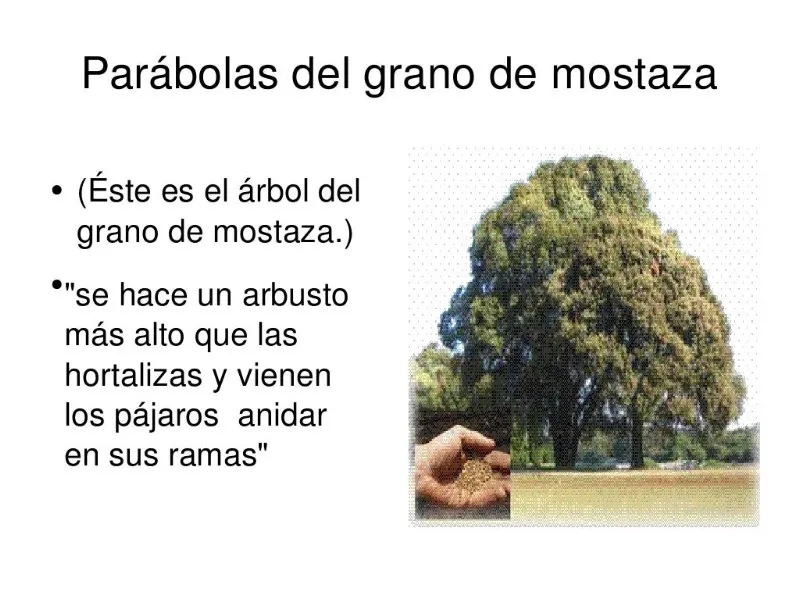 como-grano-de-mostaza