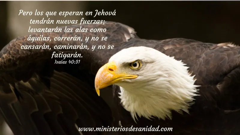 como-las-aguilas-biblia