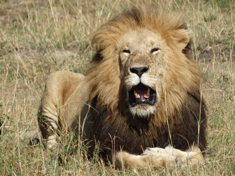 como-ruge-el-leon