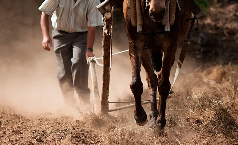 el-q-pone-la-mano-en-el-arado