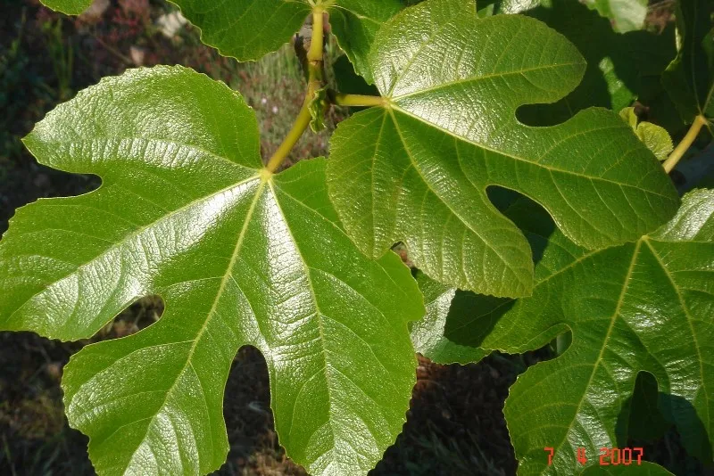 hoja-de-higuera