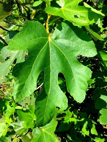 hoja-de-higuera