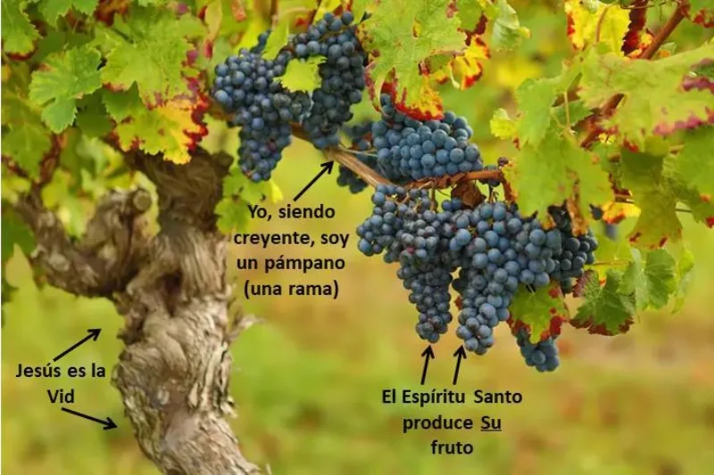 la-vid-y-los-pampanos