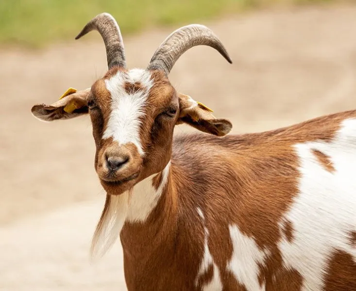 las-cabras