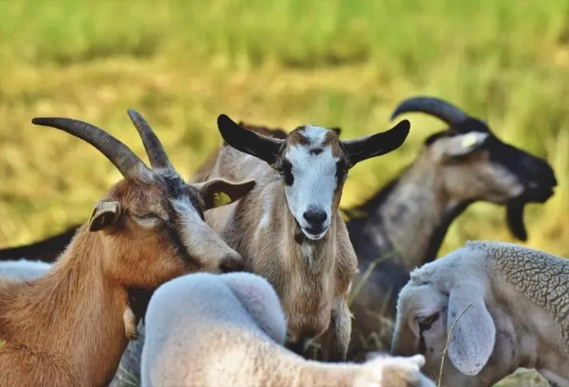 las-cabras