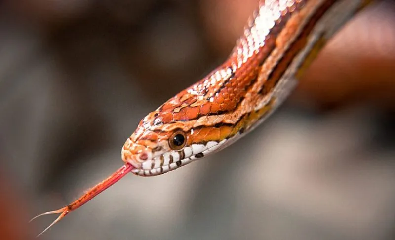 lengua-de-serpiente