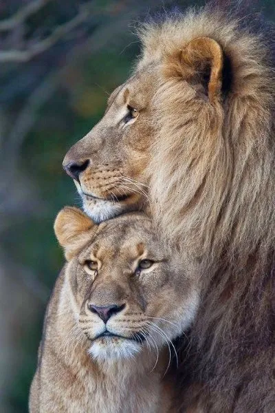 leon-y-leona