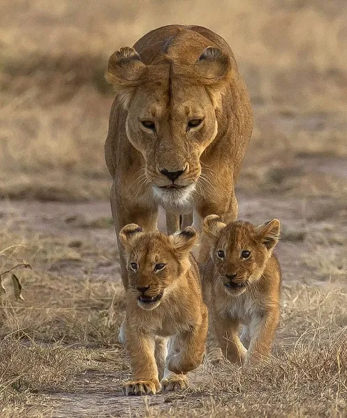 mama-leona-y-sus-cachorros