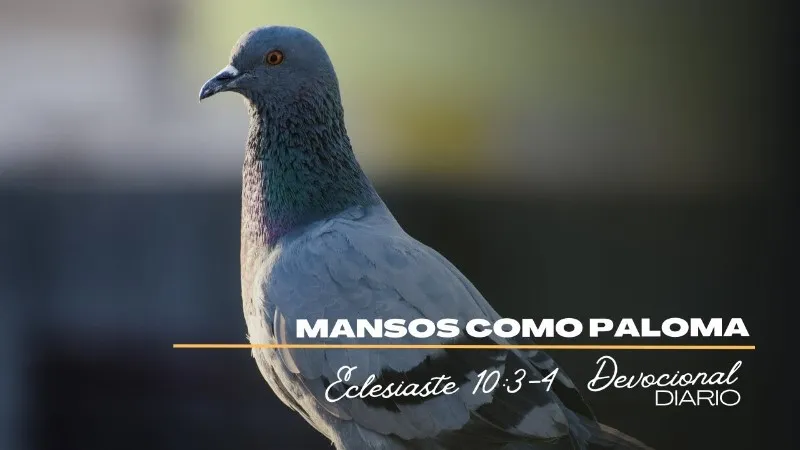 manso-como-una-paloma