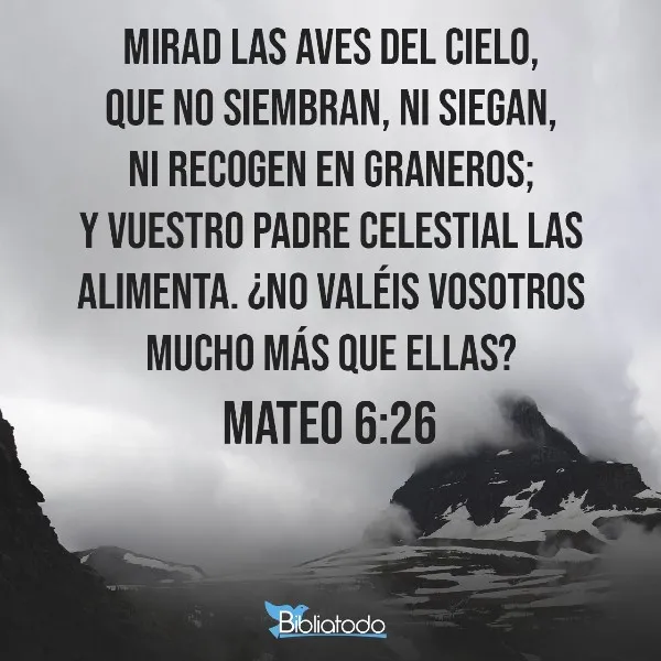 mirad-las-aves-del-cielo