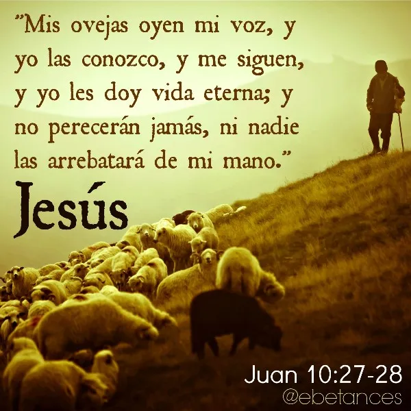 mis-ovejas-oyen-mi-voz-y-me-siguen