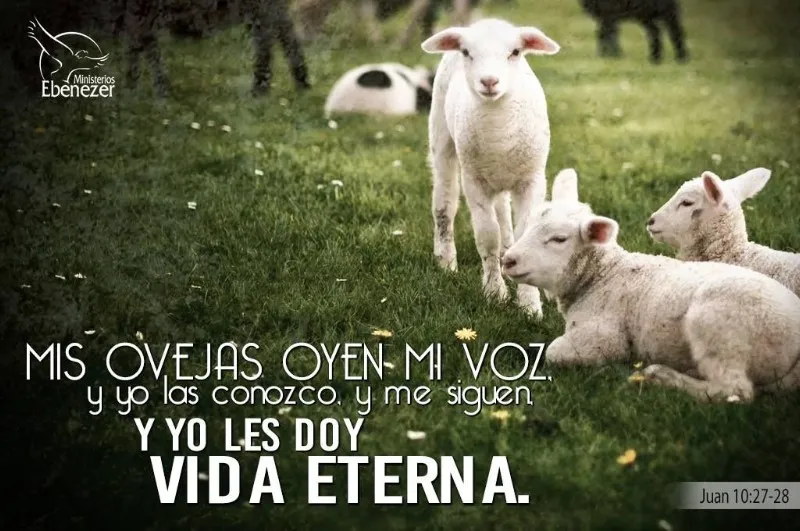 mis-ovejas-oyen-mi-voz-y-me-siguen
