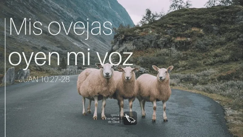 mis-ovejas-oyen-mi-voz