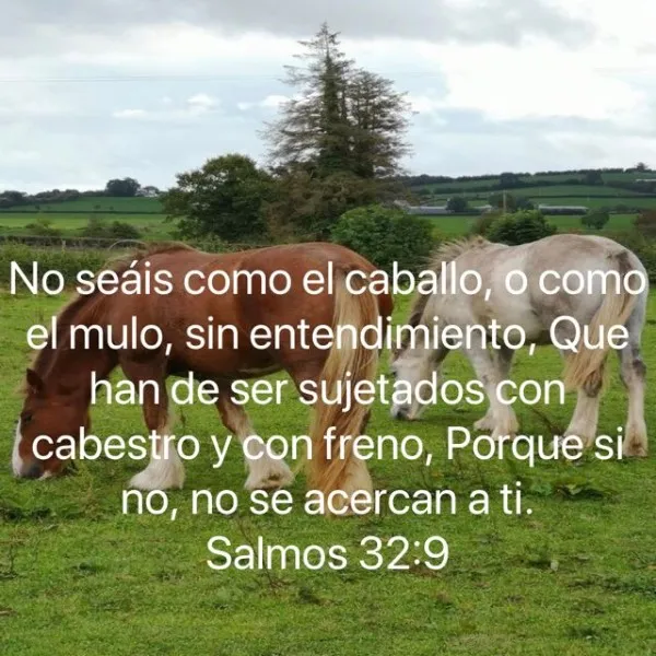 no-seas-como-el-mulo