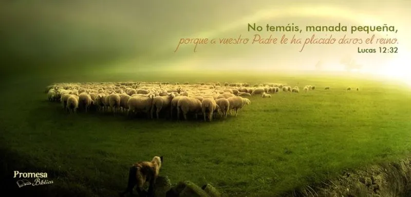 no-teman-manada-pequena