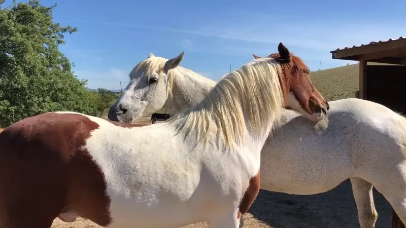 por-no-con-caballos