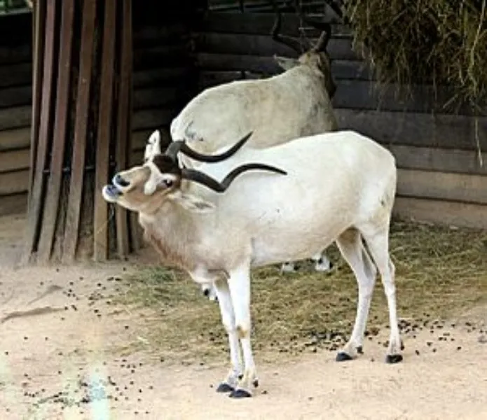 pygarg-animal