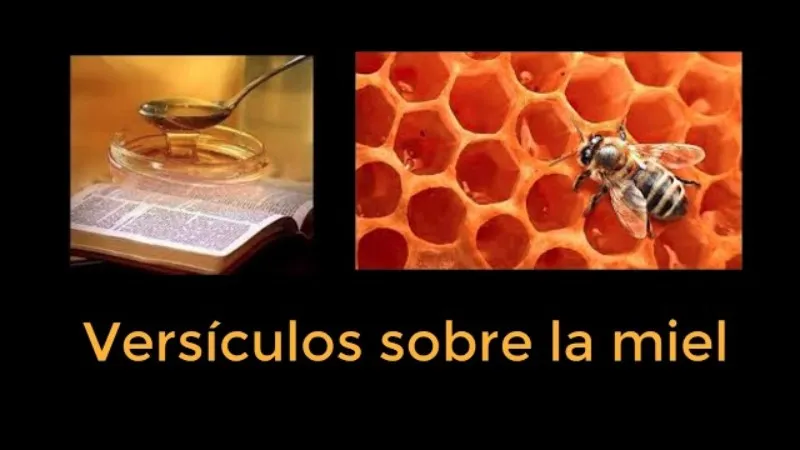 que-significa-sonar-con-abejas-segun-la-biblia