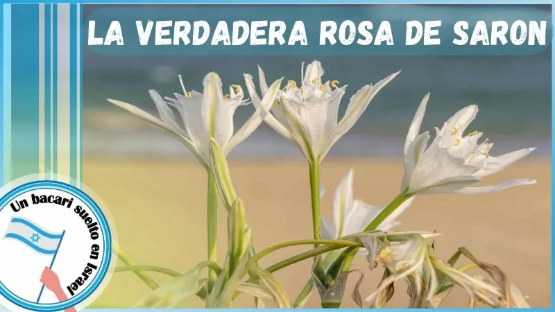 rosa-de-saron-biblia