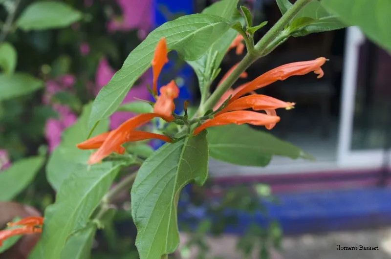 sangre-de-cristo-planta