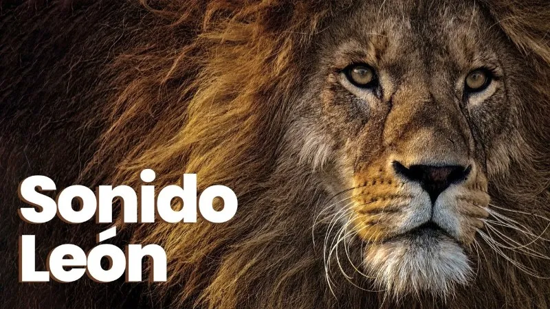 sonido-de-leon