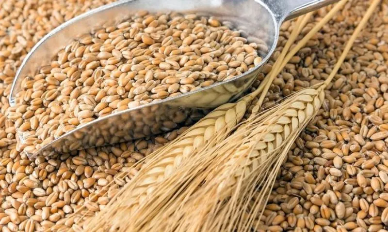 trigo-grano
