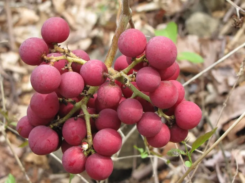 uvas-silvestres