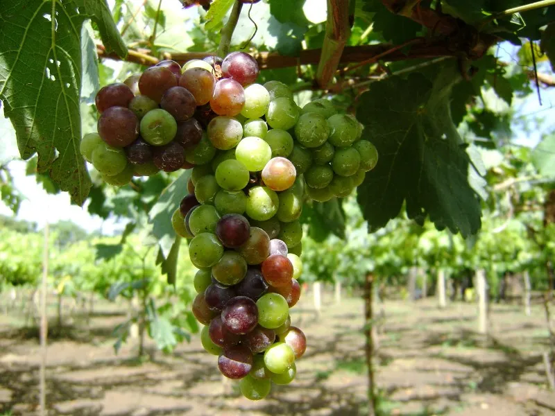 uvas-silvestres