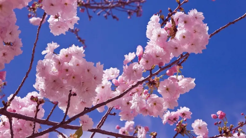 vara-de-almendro