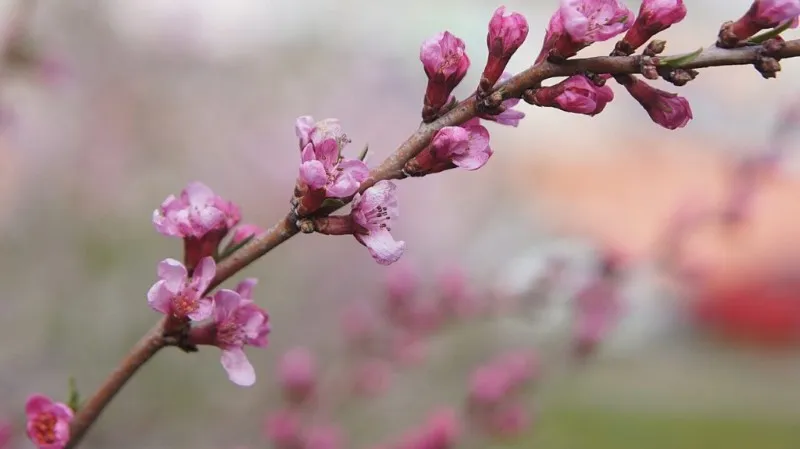vara-de-almendro