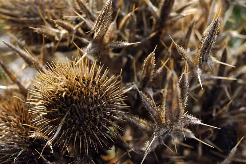 Cardos y Espinos: A Legacy of Pain and Toil