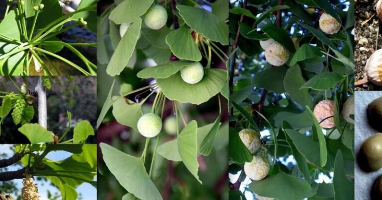 arbol-rosaceo-sinonimo