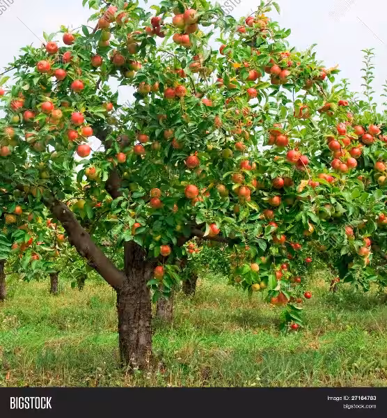 arbol-con-manzanas