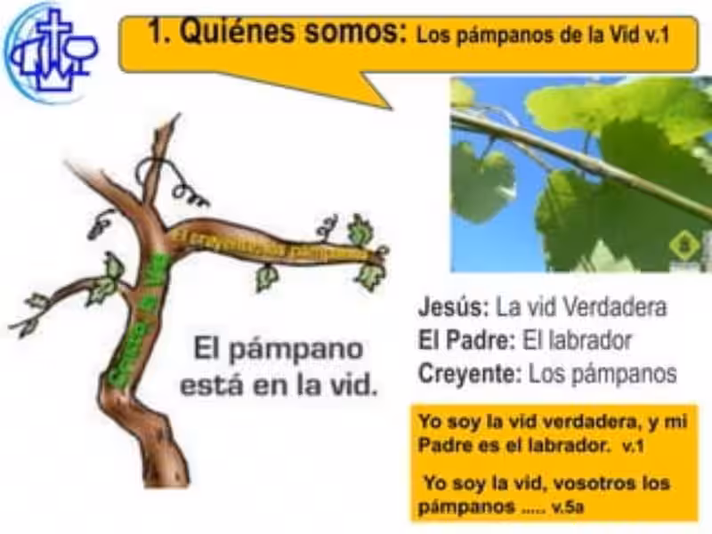 que-es-la-vid-y-el-pampano