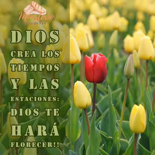 tiempo-de-florecer-biblia