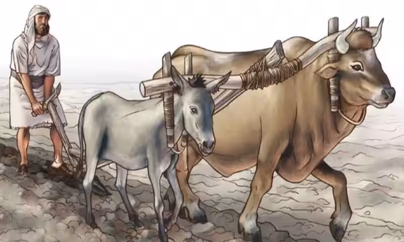 yugo-desigual-biblia